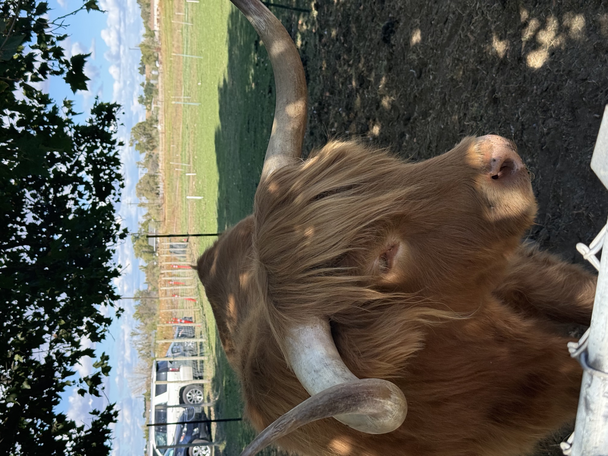 A cow at the petting zoo