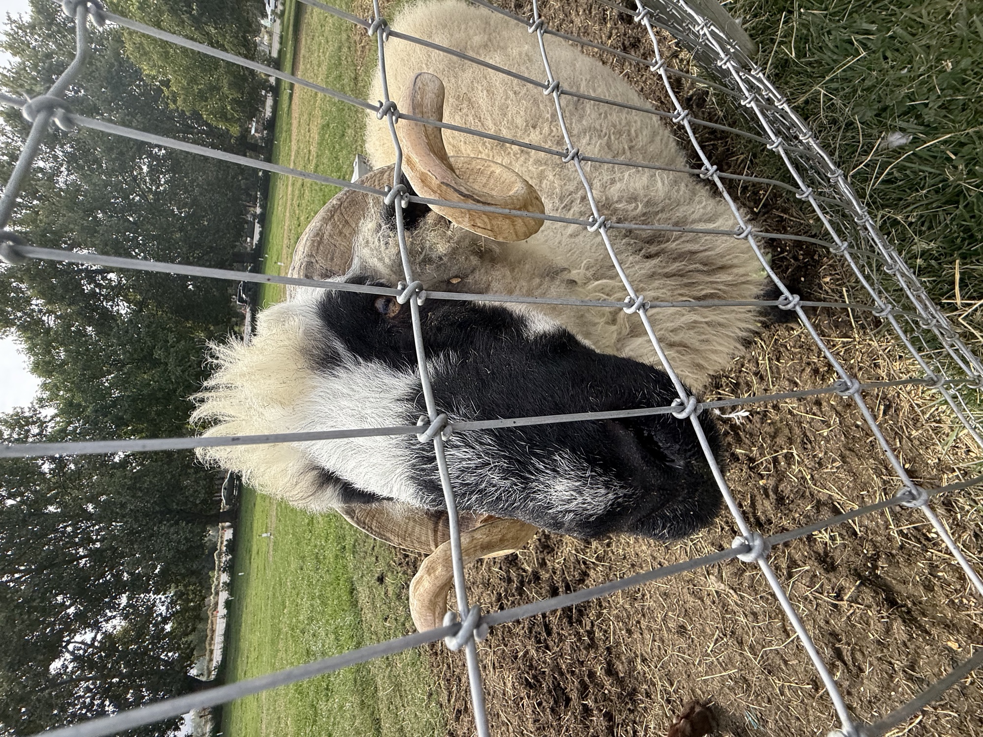 A ram at the petting zoo