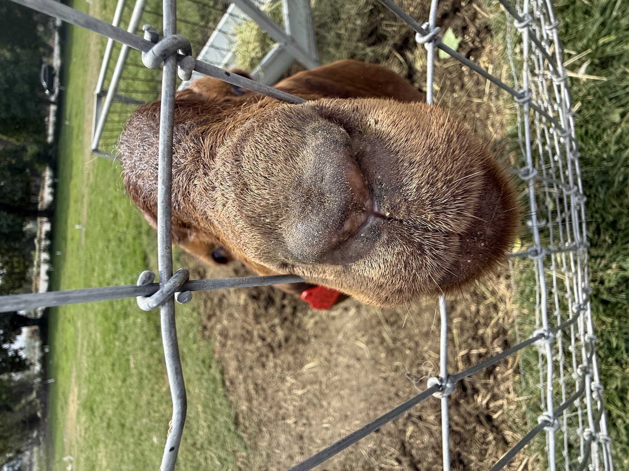A sheep at the petting zoo
