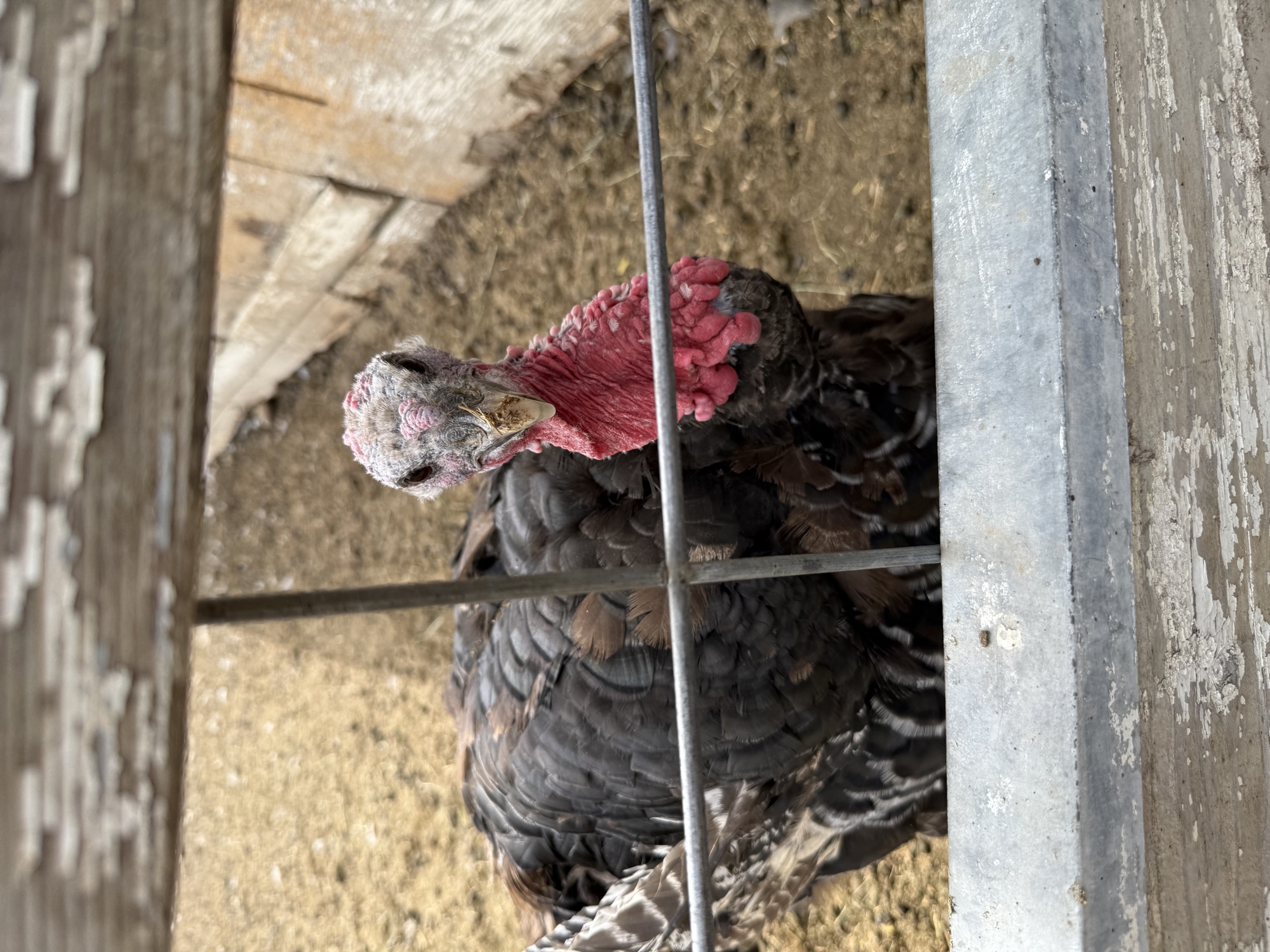 A turkey at the petting zoo