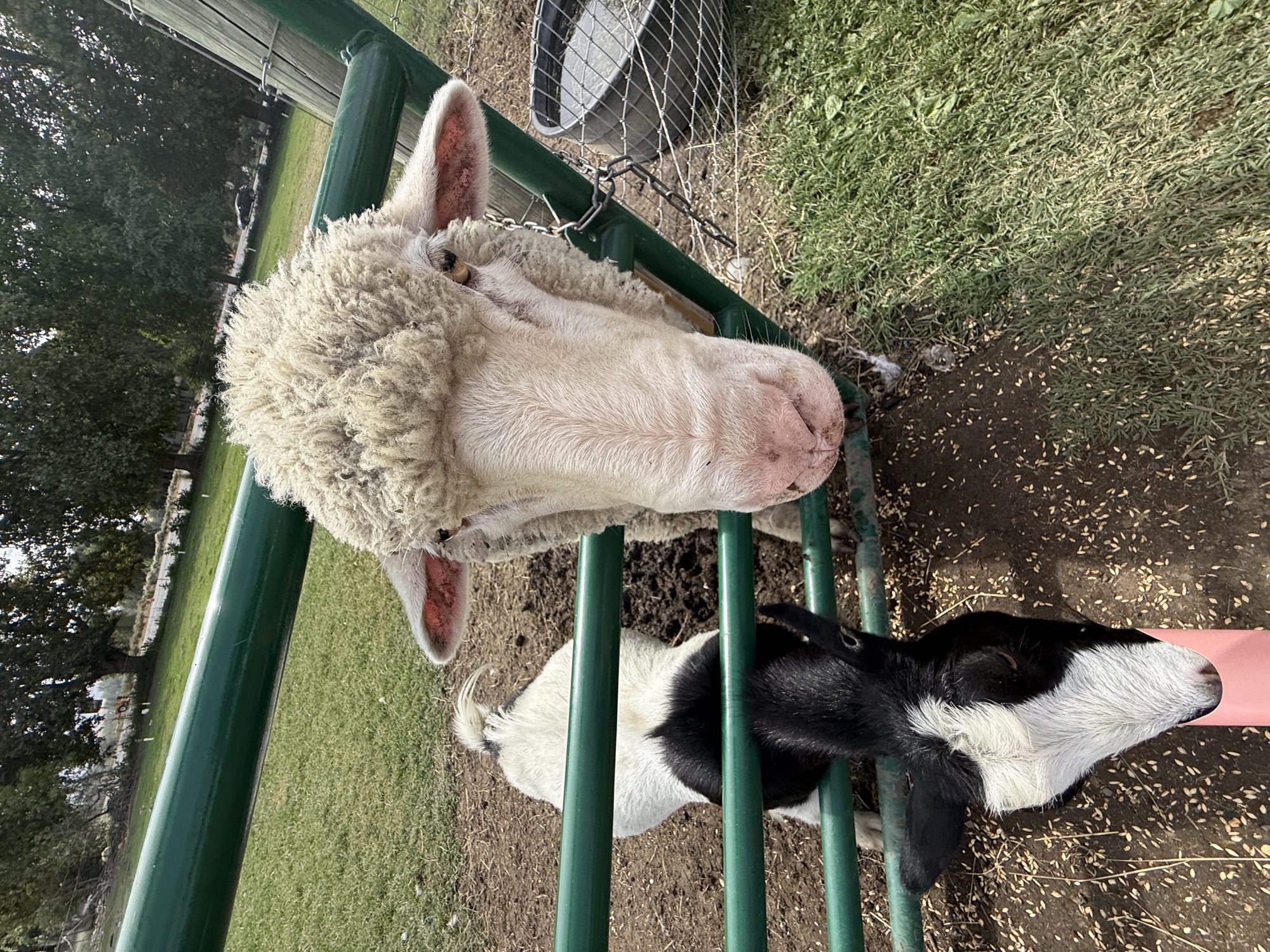 Two sheep at the petting zoo